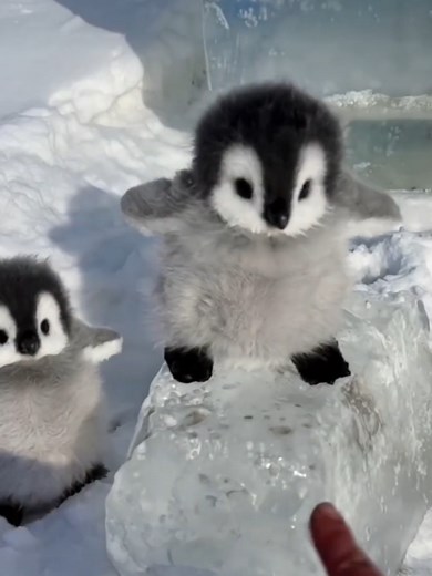 Cute Penguin Walking Around in a Lovely Scene