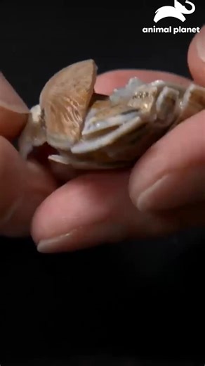 La langosta mantis lanza uno de los golpes más potentes del reino animal, ¡rompe conchas como si fueran vidrio! El secreto de su fuerza es impresionante 🥊🦐💥 | Animal Planet Latinoamérica