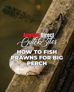 In this QuickBite we show you how to fish with prawns for BIG perch!🎣 | Angling Direct