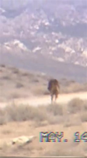 Mysterious Creature Spotted Walking in the Desert