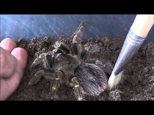 handling pet tarantulas for beginners
