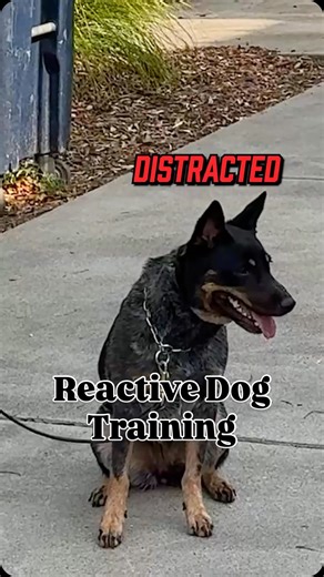 3.3K views · 434 reactions | Training with a reactive dog around lots of dogs and people! Want to see the entire training session and catch Chad’s tips for success? Watch the full video on our YouTube channel  #dogs #dogtrainer #dogtraining #reactivedog #reactivedogs | Canine Revolution Dog Training | Facebook