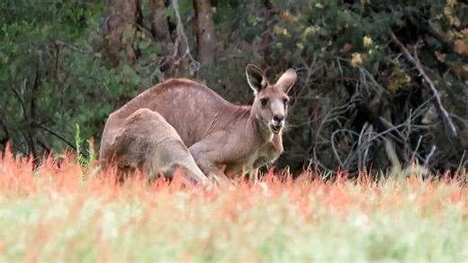 Kangaroo, Marsupial, Mammal