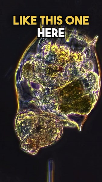 Animals that can reproduce without males, a fascinating look at parthenogenesis