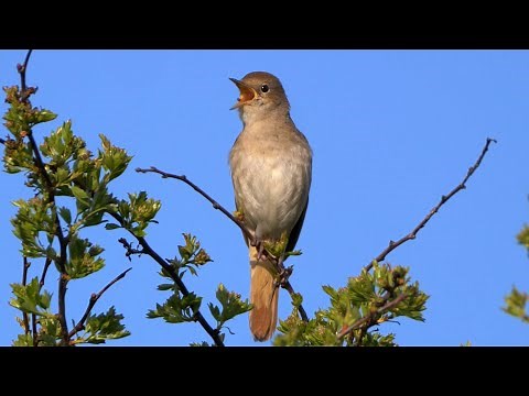 European Bird Sounds: 22 Singing Birds