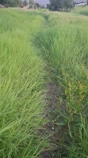 Walking in Australian bushes with a fear of big pythons.