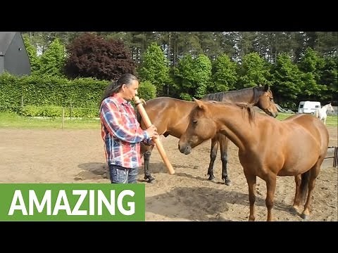 Man captivates horses with native flute