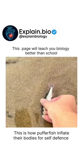BIOLOGY | MEDICAL | HEALTH | Pufferfish (family Tetraodontidae) have the ability to inflate their bodies by rapidly swallowing water (or air) into a specialized... | Instagram