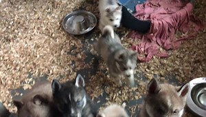 25 reactions · 5 comments | The Alexa puppies excited for dinner time so vocal and adorable | Mini Husky country in Oregon & N. CA | Facebook