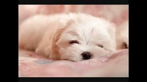 【音フェチ】呼吸音＋ささやき【いえもん】