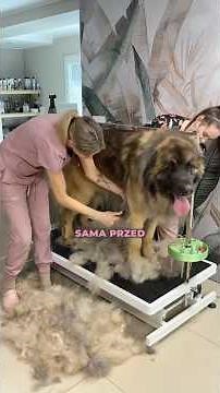 Gigantyczny Leonberger - Transformacja Sierści Giganta 🦮🦮🦮🦮🦮🚿🛁🧼🫧 #leonberger