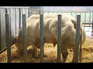 Besuch auf der BWB-Besamungsstation: Hier kommen die Blauweiß-Belgier von Hybrid Genetics her!