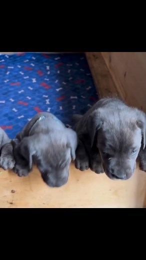 Our young Cane Corso puppies are almost ready for their new homes. Raised with structure, soul, and the kind of loyalty that lasts a lifetime. If you're seeking more than just a dog—if you're ready for a guardian with heart—reach out. #CaneCorsoForSale #CaneCorsoPuppies #GuardianBloodline #CaneCorsoUSA #CorsoConfidence #FamilyProtector #RaisedRight #BreederBuilt #CaneCorsoLegacy #SoulfulStrength #CorsoConnection #LoyaltyInMotion #CaneCorsoLife #MajesticGuardians #CorsoElite #FutureProtectors #Ca