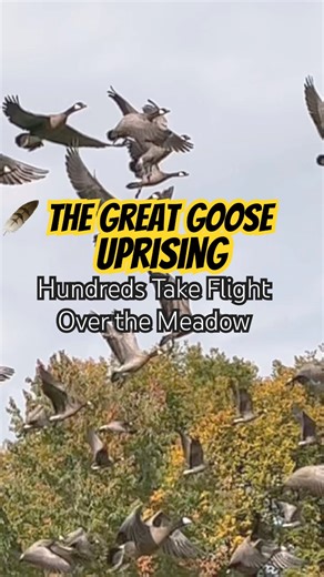 The Great Goose Uprising 🪶 | Hundreds Take Flight Over the Meadow