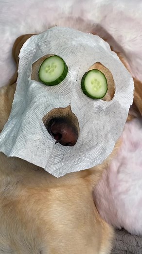 Everyone deserves a spa day once in a while. 🥰How do you pamper your pet? 🤔#spaday #pamperedpooch #pamperedpets #labradorlife #dogsofinstagram #doggolife #cute #dog #labradorsofinsta | Magnus The Therapy Dog