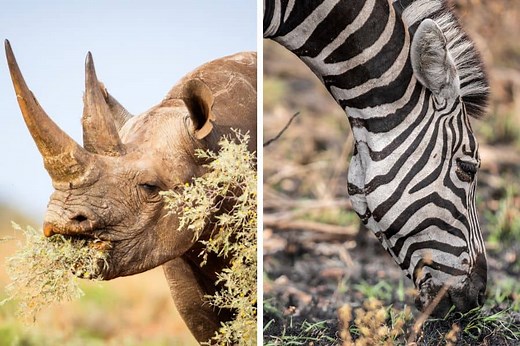 Browsing vs Grazing: What's the Difference?