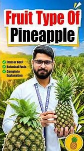 Fruit type of pineapple अनानास किस प्रकार का फल है? 🍍 | Agriculture GK #FruitType #Horticulture