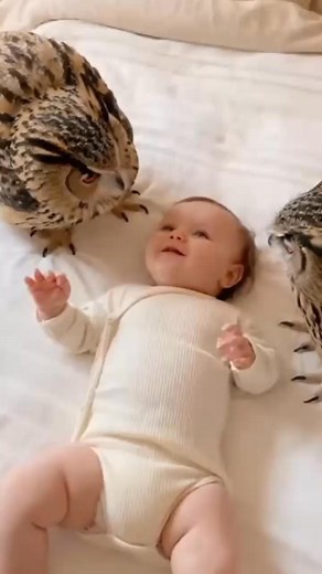 #owl #owls #birds #birdsvideo #owlphotography #owlvideos #OwlVideo #littleowls #nature | Owls photography