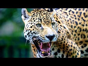 JAGUAR: The King of the Brazil's Pantanal | 4K