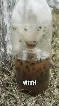 BEST DIY Fly Trap to Get Rid of Flies and Fruit Flies