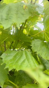 Late Spring and it’s time for our male and female vines to work their...
