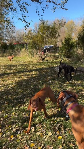 Vizslas vizslas vizslas! 🤪 | Full Circle Dog Training