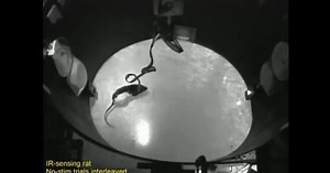 Cyborg rats use sense of touch to detect infrared light