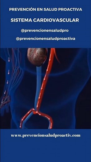 💖SISTEMA CARDIOVASCULAR y su función ❤️