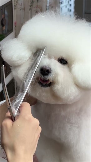 Fluffy Bichon trim hack: Use our shears & combs! Groomers—what’s your biggest trimming struggle?