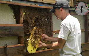 17 reactions | Bees love Western Red Cedar clad homes at...