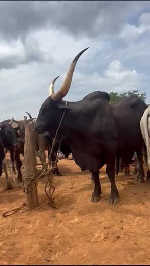 Exploring Cattle Behavior in a Rural Farm Setting