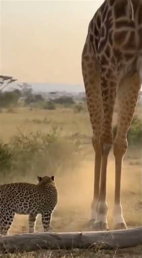 Baboon Escapes Leopard by Climbing a Giraffe