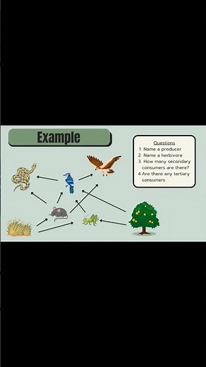 Who Eats Who? 🦌➡️🦁 The Secret of Food Webs! | PART 3 #foodweb #foodchain #biology