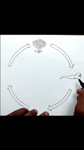 Life cycle of frog drawing
