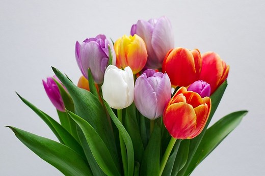 This Easy Trick Will Help Open Up Fresh Cut Tulips - Hunker