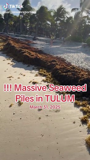 Massive Sargassum Seaweed Piles in Tulum Beach