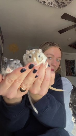 Essential Tips for Handling Gerbils