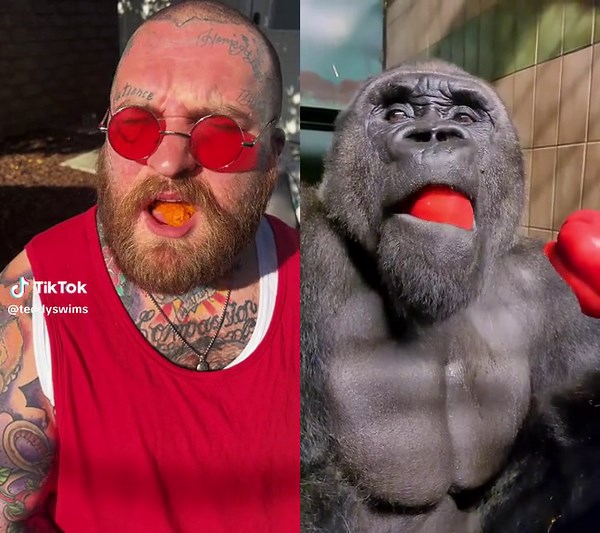 #duet with @Gorilla TikTok #silverback Yo I got something in my teeth? 🦍
