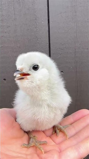 Lavender Ameraucana chick just hatched🐣🐥🪺