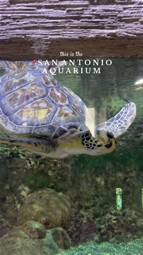 Discover the San Antonio Aquarium: Fun for Everyone
