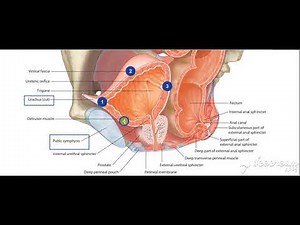 Urinary bladder neck relations