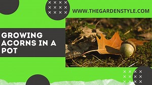 How to Grow an Oak Tree from an Acorn Seed