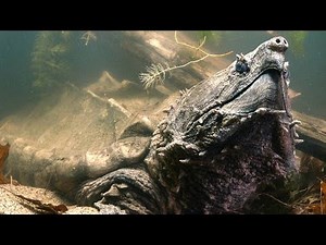 You Absolutely Don't Want to Get Bitten By This Turtle