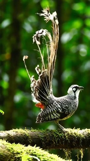 Black-and-White Striped Bird with Long Curly Barred Tail Shows Wild Pattern