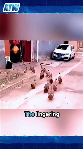 These Ducks March Through the Neighborhood Every Morning… Where Are They Going? #shorts #viral #fyp