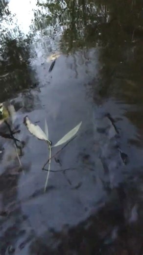 KILLER FISH 007 !!! TAGANKA 2023 !!! #fishing #carp #nature #fish #troutfishing