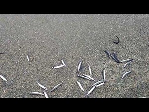 capelin rolling - Bruce Roberts