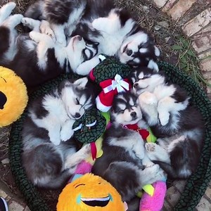 Just a pile of husky puppies taking it VERY easy 😂🙌 | UNILAD