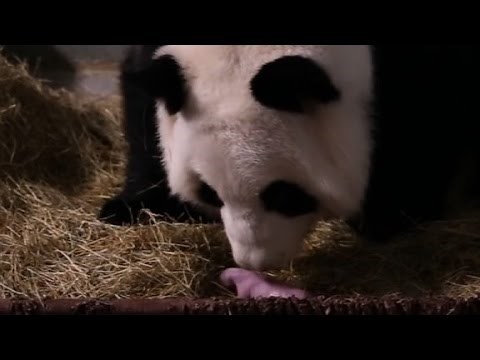 Giant panda gives birth to twins