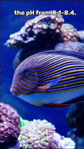 🎤 Clown Tang Care – Quick Guide! #fishtank #fish #aquarium #exoticaquariumfish #fishkeepinghobby